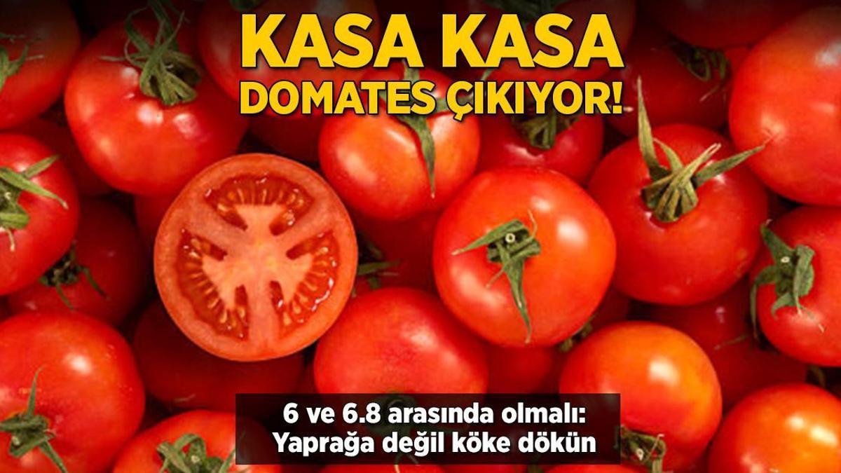 Balkondaki domatesten tarla bereketi! Kasa kasa çıkacak, yaprağa değil köke dökün